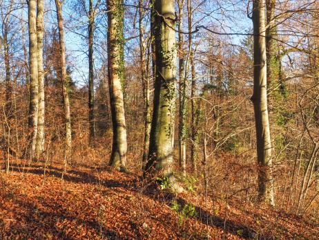 Mettlenwald Südhang Wohlensee