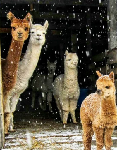Winterspaziergang mit Alpakas