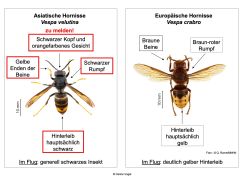 Invasive Asiatische Hornisse