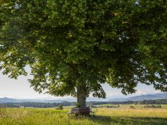 Uettligen_Voderi Buechle