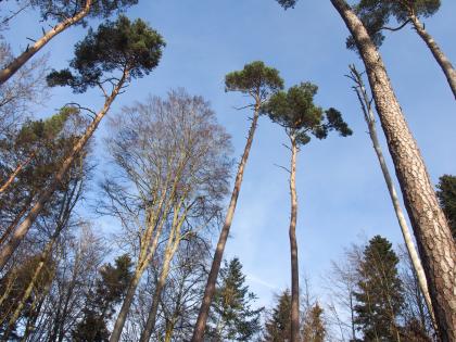 Medienmitteilung zum Projekt Uettligen West