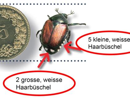 Japankäfer: Massnahmen und Info