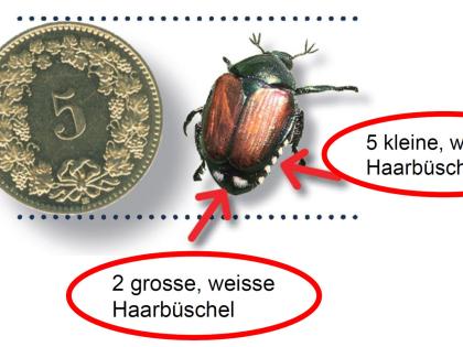 Japankäfer: Massnahmen und Info